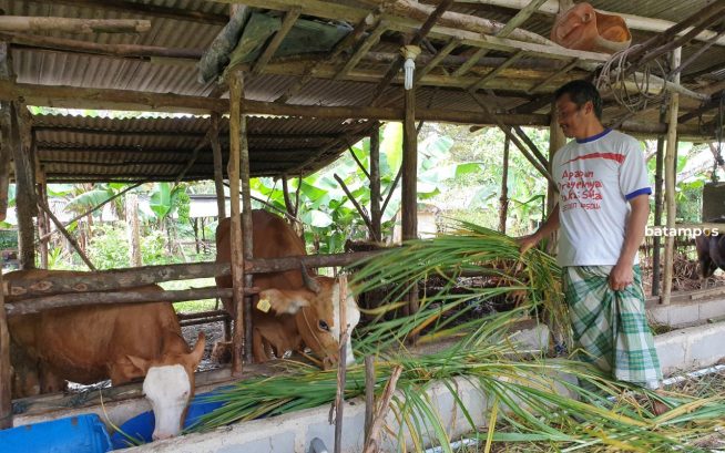 Petani Curhat Ada Sapi dari Luar Diduga Masuk ke Bintan Melalui Jalur Tak Resmi