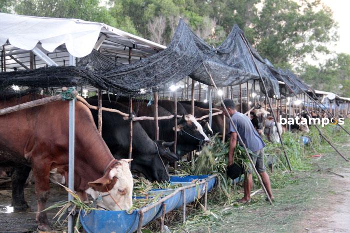 Soroti Sapi Ilegal, Amsakar Sebut Kebutuhan Hewan Kurban Terpenuhi
