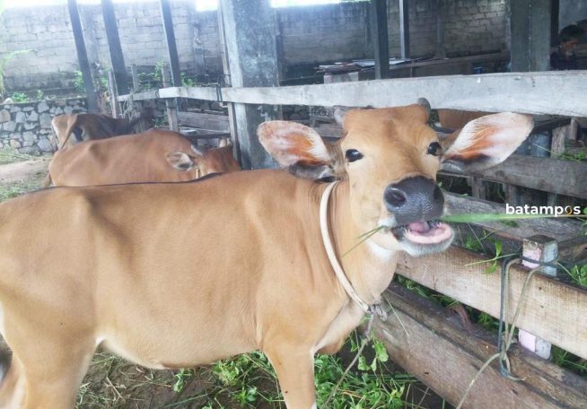 Belum Ditemukan Ada Hewan Qurban yang Berpenyakitan
