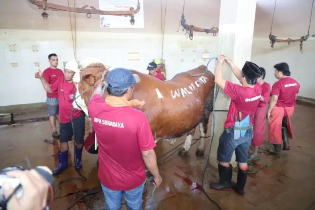 Sebelum Disembelih, Hewan Kurban Tak Boleh Lapar