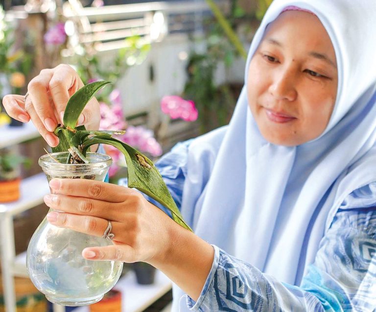 Water Propagation, Metode Memperbanyak Koleksi Tanaman dengan Air