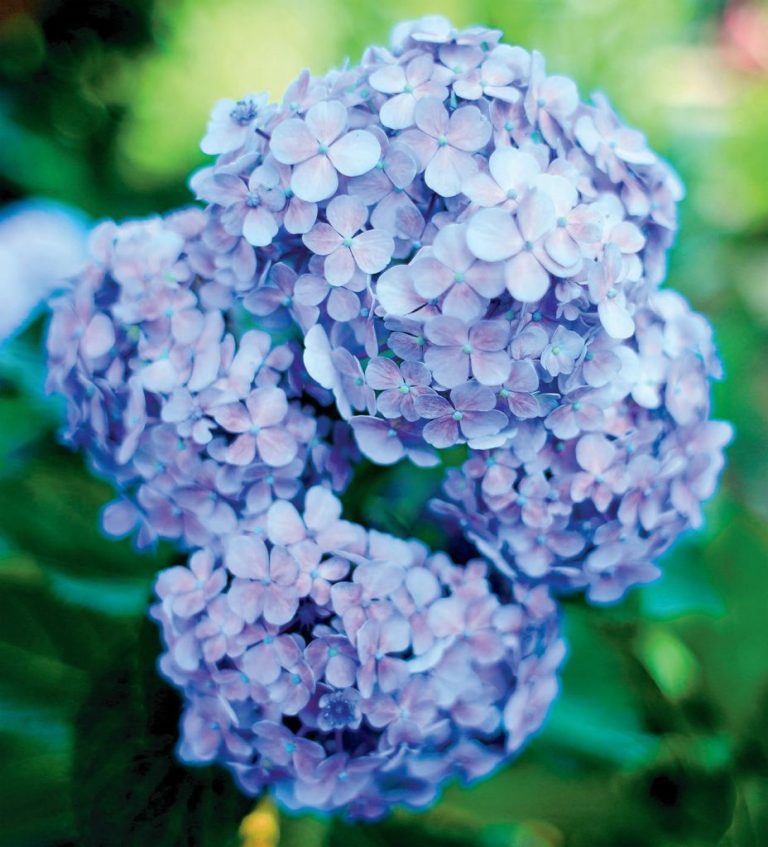 Merawat Bunga Hortensia, Cukup Disiram dan Letakkan di Tempat Teduh