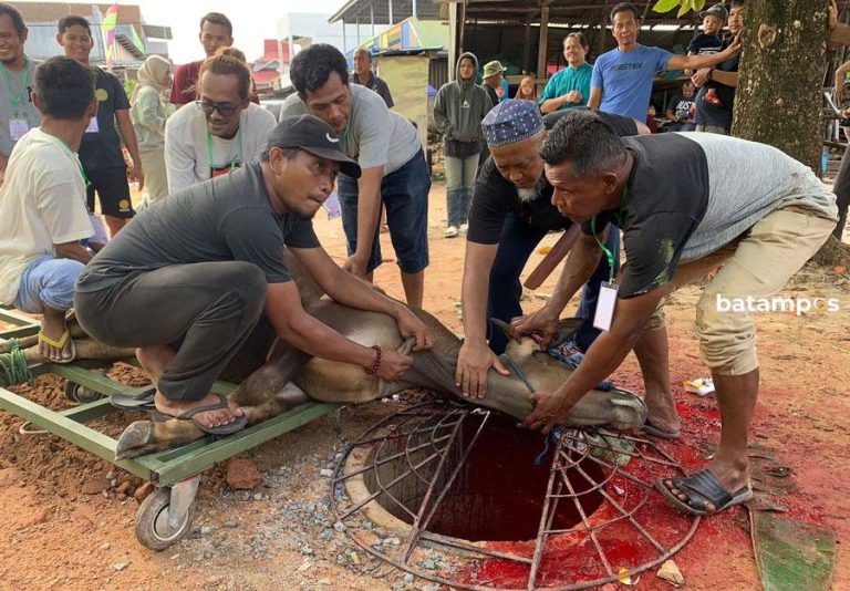 Masjid Jami’ Miftahul Falah, Tanjungpinang Sembelih 19 Hewan Kurban, Bagikan 700 Kupon