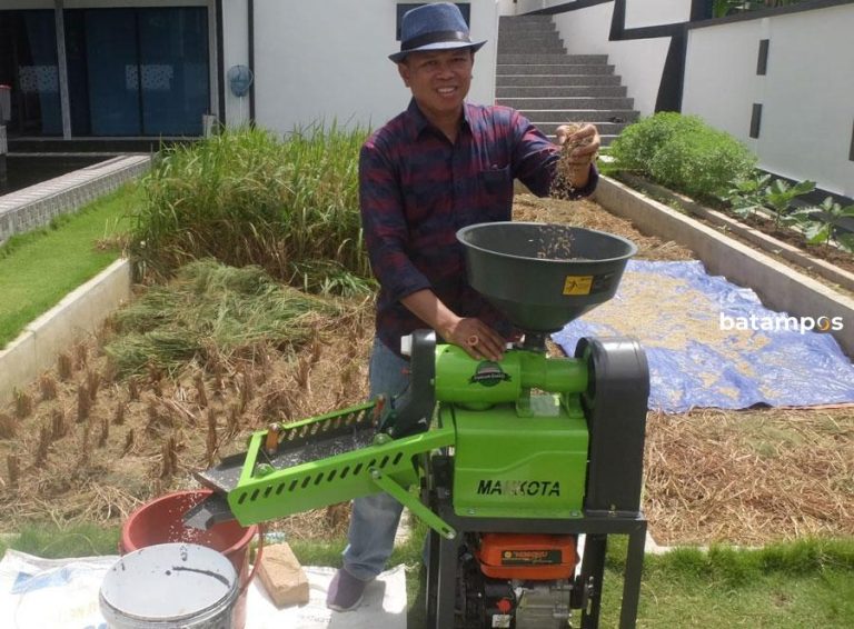 Kisah Sukses Warga Tanjungpinang Jadi Petani, Berhasil Menanam Padi di Tanah Bekas Tambang Bauksit