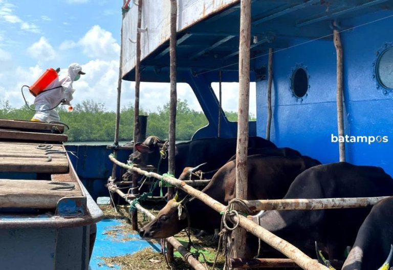 172 Sapi Asal Natuna Kembali Masuk Tanjungpinang