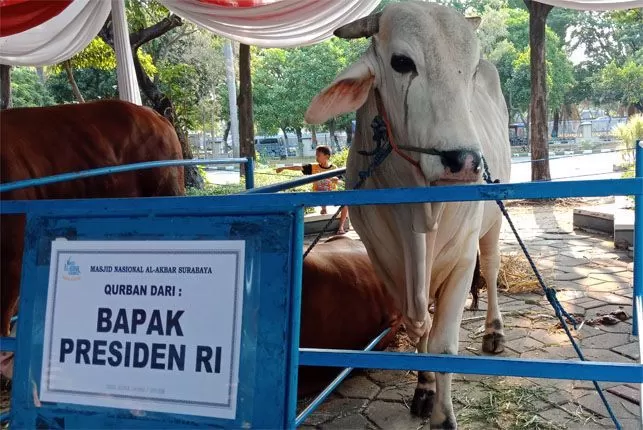 Jokowi dan Ma’ruf Amin Kurban Sapi Berbobot 1,2 ton dan 1,1 ton di Masjid Istiqlal