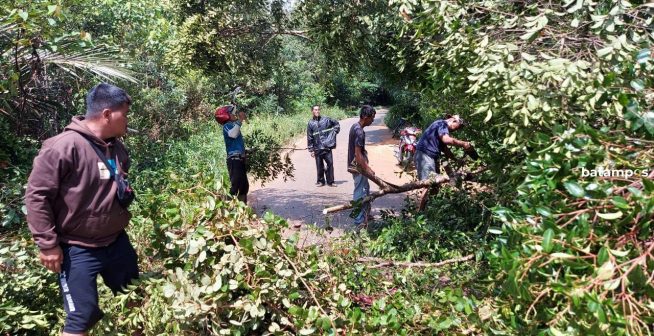 Pengendara Sepeda Motor Tabrak Pohon Tumbang yang Melintang di jalan Tirta Madu, Bintan