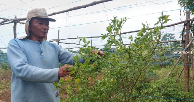 Antisipasi Dampak El Nino, Dinas Upayakan Petani Buat Embung