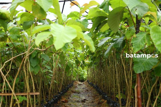BP Batam akan Tanam Kembali 12 Ribu Pohon Jati Emas