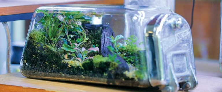 Tanaman Hias Mini Cocok untuk Boratorium