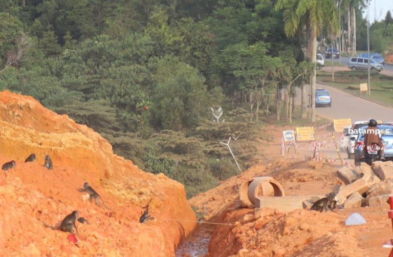 Hutan Dekat Bandara Ditebang, Puluhan Monyet Turun ke Jalan