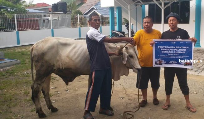 PT Pelindo Tanjung Balai Karimun Lakukan Penyembelihan Dua Hewan Kurban