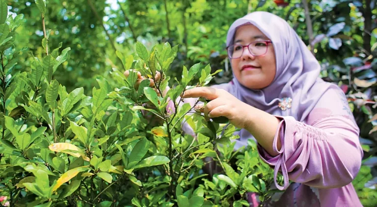 Miracle Berry Cocok Ditanam Sebagai Tabulampot