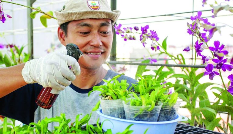 Hasilkan Varietas Baru Anggrek dengan Teknik Penyilangan, Syaratnya Pilih Indukan yang Bagus