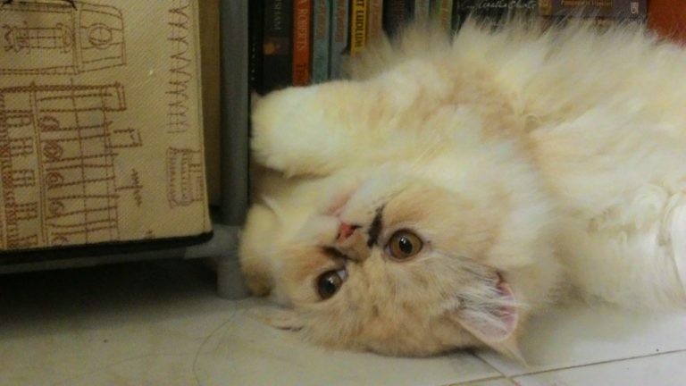 Supaya Anabul Sehat, Jangan Memberikan Makanan Manusia untuk Kucing Terlalu Sering