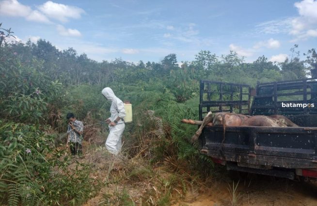 Dua Ekor Sapi Mati Ditemukan Warga di Toapaya, Petugas Kesehatan Hewan Evakuasi Bangkainya