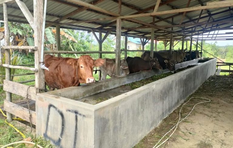 40 Sapi Tanpa Dokumen Asal Pelalawan Negatif PMK