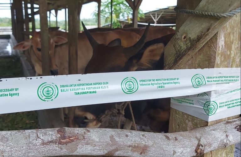 Masuk Tanpa Dokumen Lengkap, 51 Ternak Asal Pelalawan akan Dipulangkan