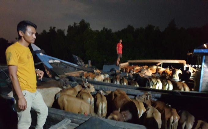 Masuk Tanpa Dokumen ke Bintan, Puluhan Sapi dan Kambing Dipulangkan ke Daerah Asal
