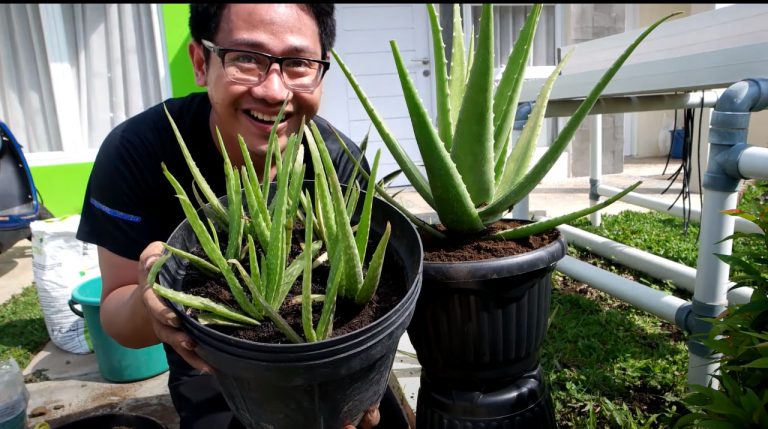 Jaga Kesegaran Udara Rumah dengan 5 Tanaman Rumahan