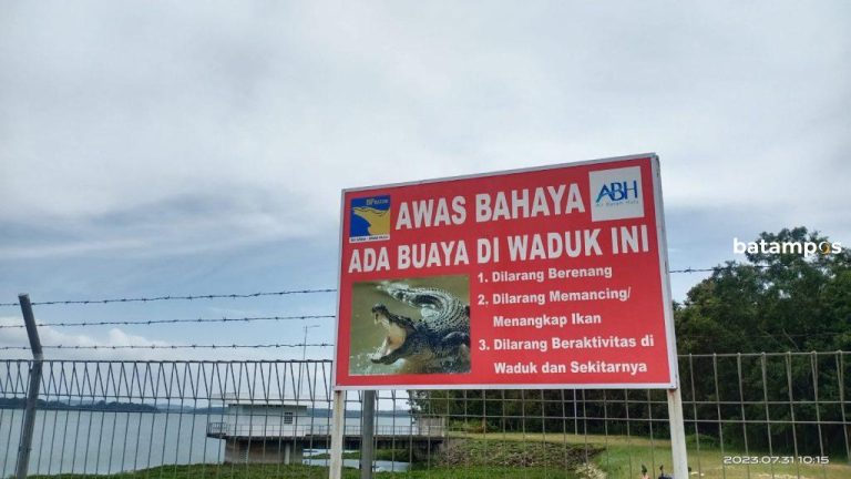 Awas Ada Buaya di Waduk Duriangkang