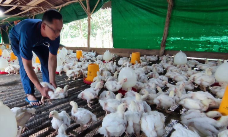 Jadi Mitra Binaan PT Timah Tbk, Usaha Ternak Ayam Potong Iyan Wahyudi Meningkat