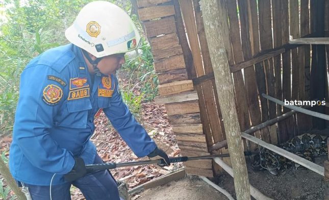 Kekenyangan Makan Satu Ekor Ayam Jago, Ular Piton Tidak Melawan saat Ditangkap