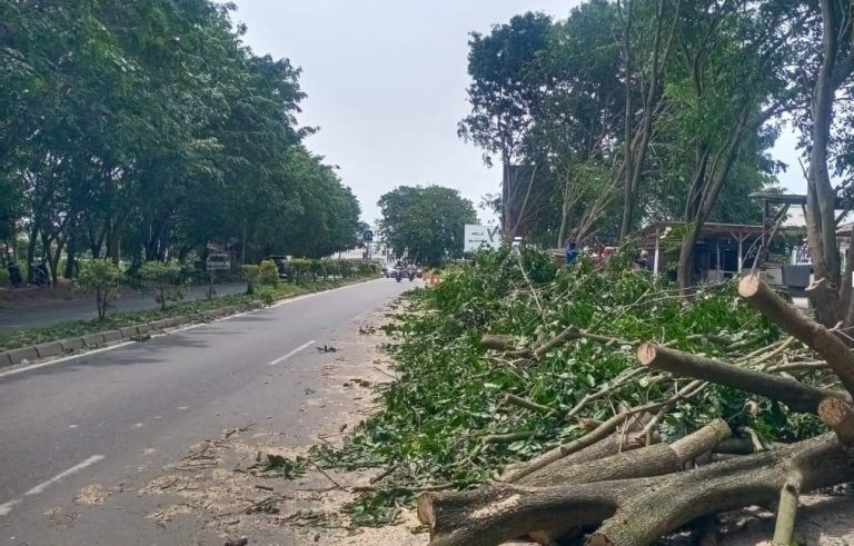 Penataan Pohon Penghijauan di Batuaji Terkendala Bangunan di Row Jalan