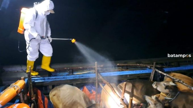 20 Ekor Sapi asal Natuna Tiba di Bintan, Petugas Lakukan Penyemprotan Disinfektan
