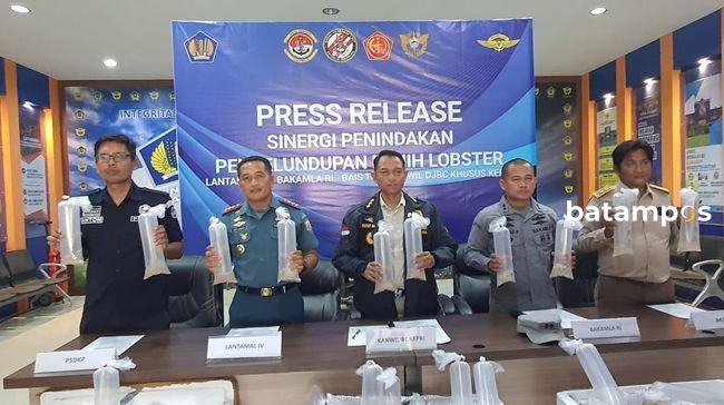 Hendak Dibawa ke Malaysia, Penyelundupan Benur Senilai Rp 19 Miliar Digagalkan