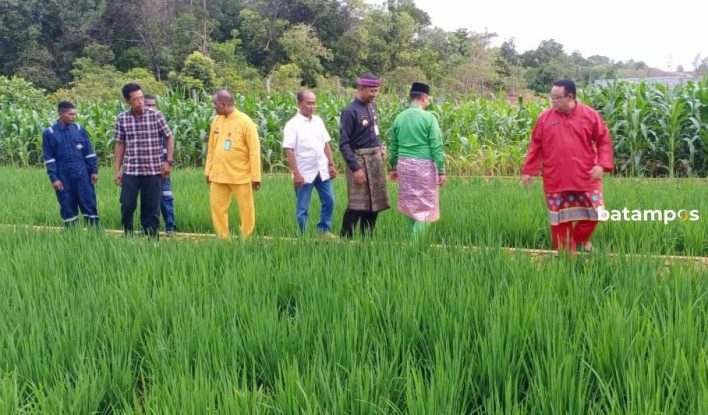 Warga Binaan Rutan Sukses Tanam Padi dan Jagung di Lahan Bauksit