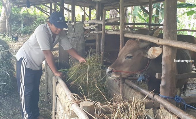 Peternak Desak Satgas PMK Kepri Buka Lalu Lintas Hewan dari Lampung ke Bintan