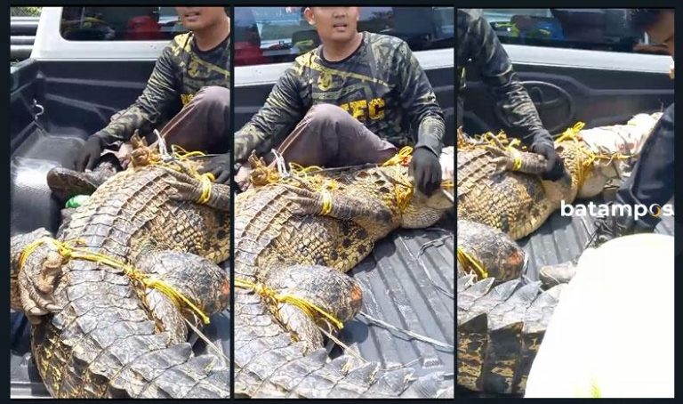 Avsec Bandara Hang Nadim Tangkap Buaya Betina