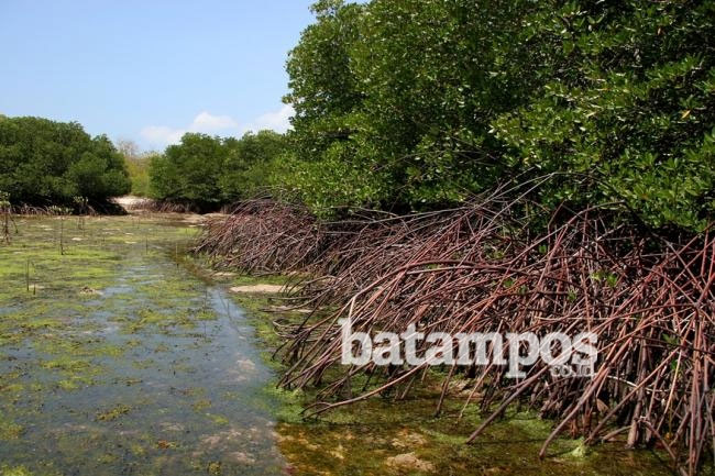 Citramas dan Tamarin Komitmen Jaga Kelestarian Mangrove di Sungai Nongsa