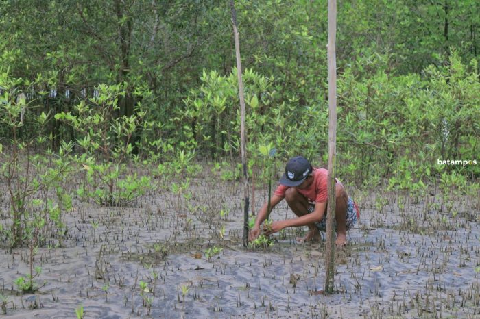 PT Timah Tbk Lakukan Penyulaman 2500 Bibit Mangrove di Kundur