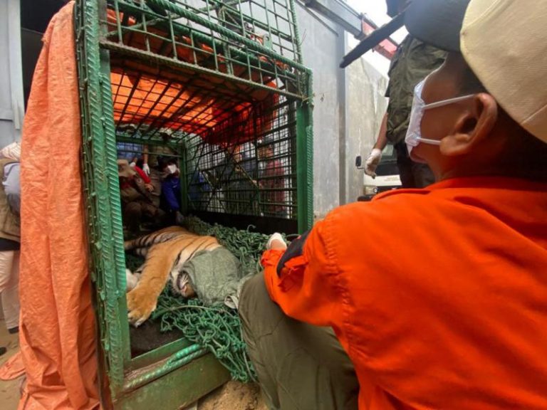 Tewas Diterkam saat Beri Makan Harimau