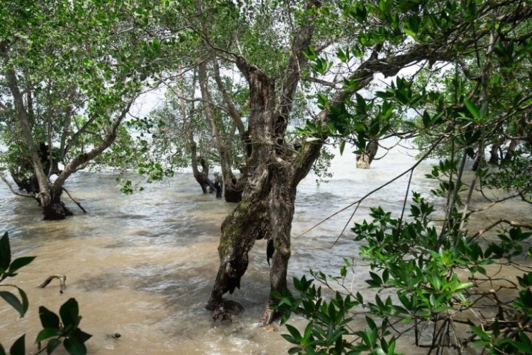 TGP5KI Bidik Tambang Pasir Laut Ilegal dan Pembalakan Hutan Bakau di Kepri