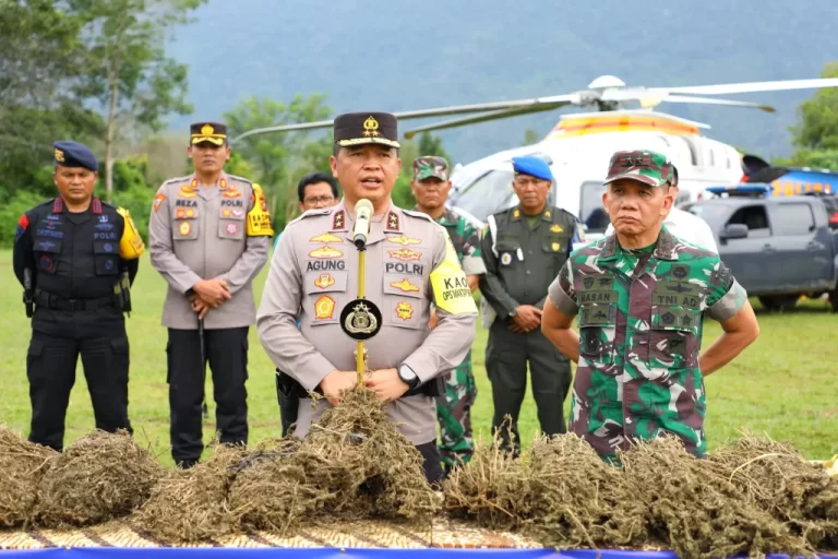 Ditemukan Ladang Ganja Seluas  150 Hektare di Sumatera Utara