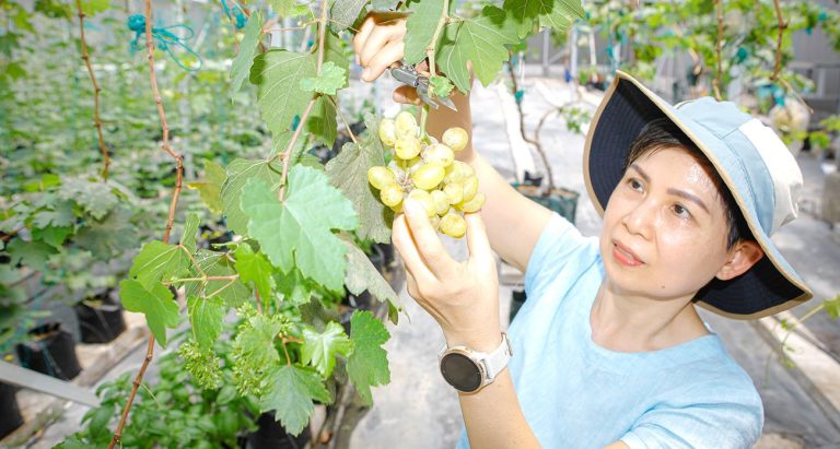 Berkebun dalam Rumah Kaca dengan Pupuk & Enzim Buatan Sendiri, Bikin Happy & Hasil Panen Lebih Sehat