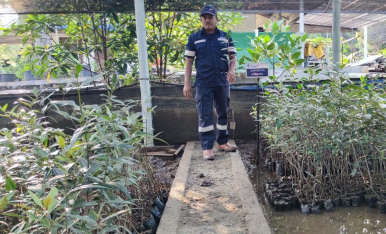 Nursery Mangrove PT Timah Tbk di Unit Produksi Kundur Lakukan Pembibitan 3 Jenis Mangrove