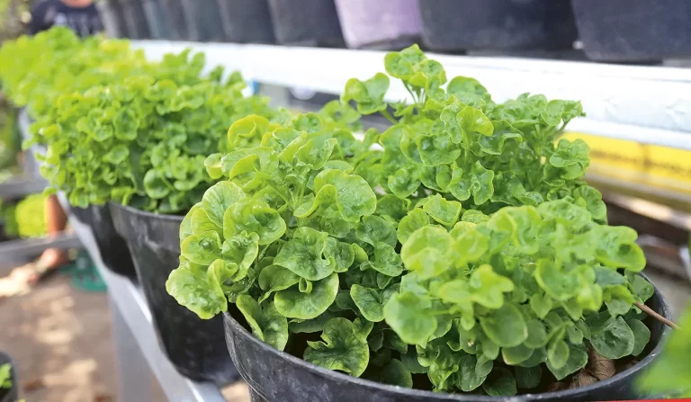 Menanam Bayam Brasil, Tanah Harus Lembap