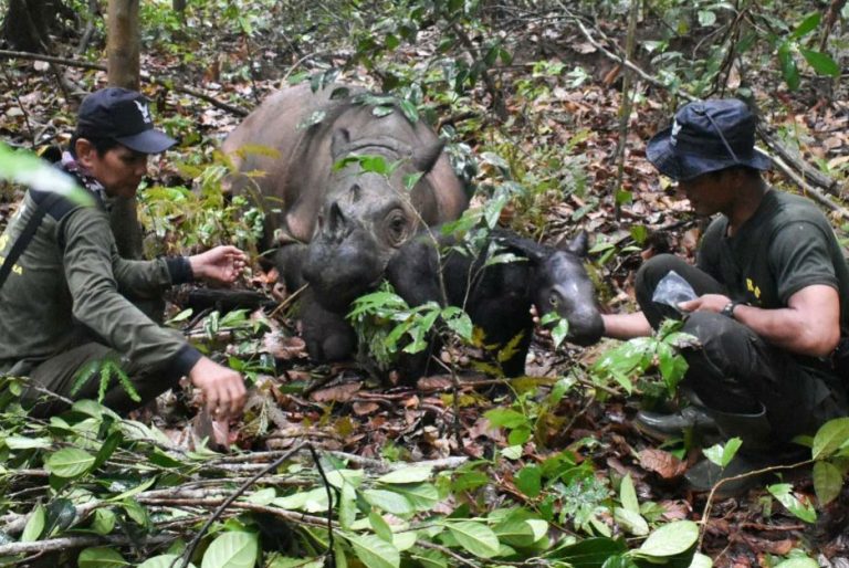 Kabar Gembira, Sabtu lalu, Delilah, Badak Sumatera, Melahirkan Seekor Anak Jantan