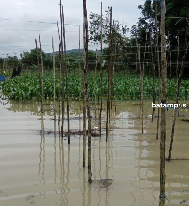 Banjir, Petani di Jelutung Terancam Gagal Panen