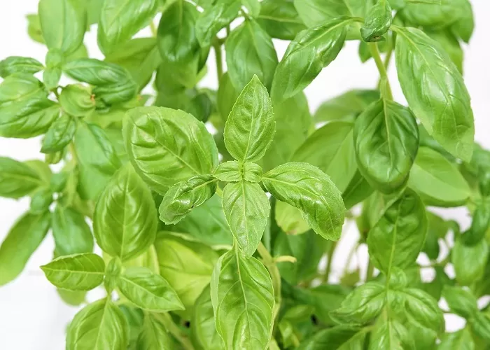 Daun Kemangi, Salah Satu Tanaman Herbal untuk Tingkatkan Vitalitas