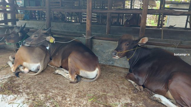 Lalu Lintas Ternak Kembali Dibuka, 38 Ekor Sapi Didatangkan dari Lampung