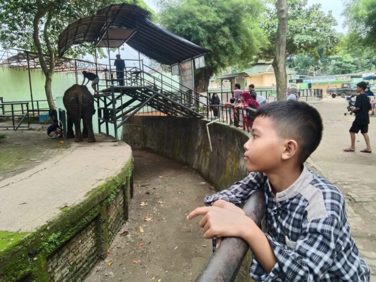 Daya Tarik Harimau Sumatera dan Gajah, Wisatawan Luar Padati Taman Rimba Jambi