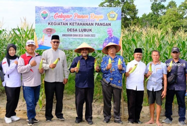 Sambut Tahun Baru, Bupati Karimun Panen Jagung Manis di Desa Lubuk