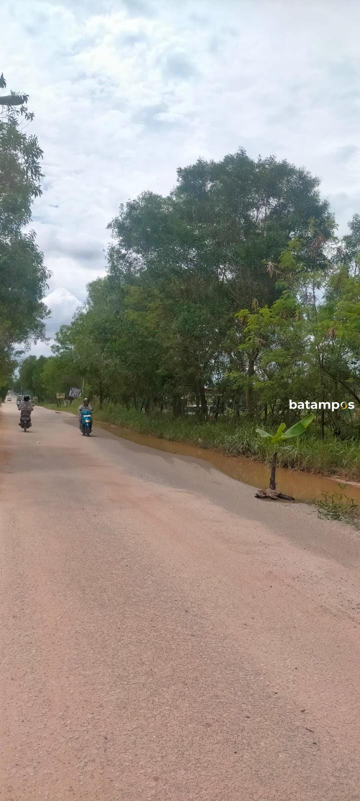 Warga Nongsa Tanam Pohon Pisang di Jalan Berlubang