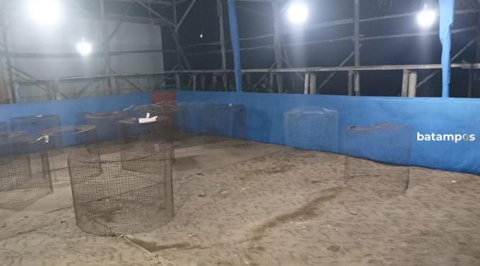 Polisi Gerebek Arena Judi Sabung Ayam di Kampung Capung, Marina