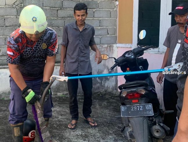 Melawan saat Ditangkap, Ular Kobra Sepanjang 1,5 Meter Sempat Semburkan Bisa